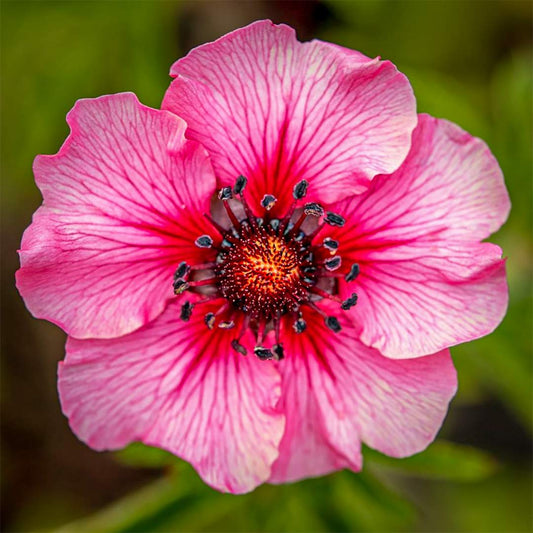 Potentilla nepalensis 'Miss Willmott'