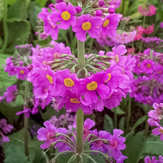 Primula beesiana