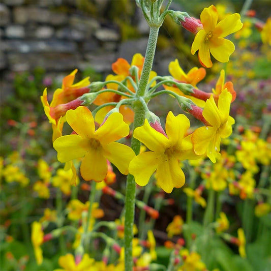 Primula chungensis