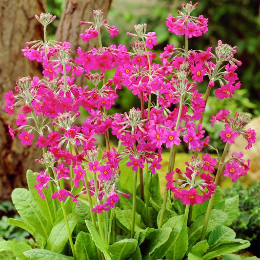 Primula pulverulenta