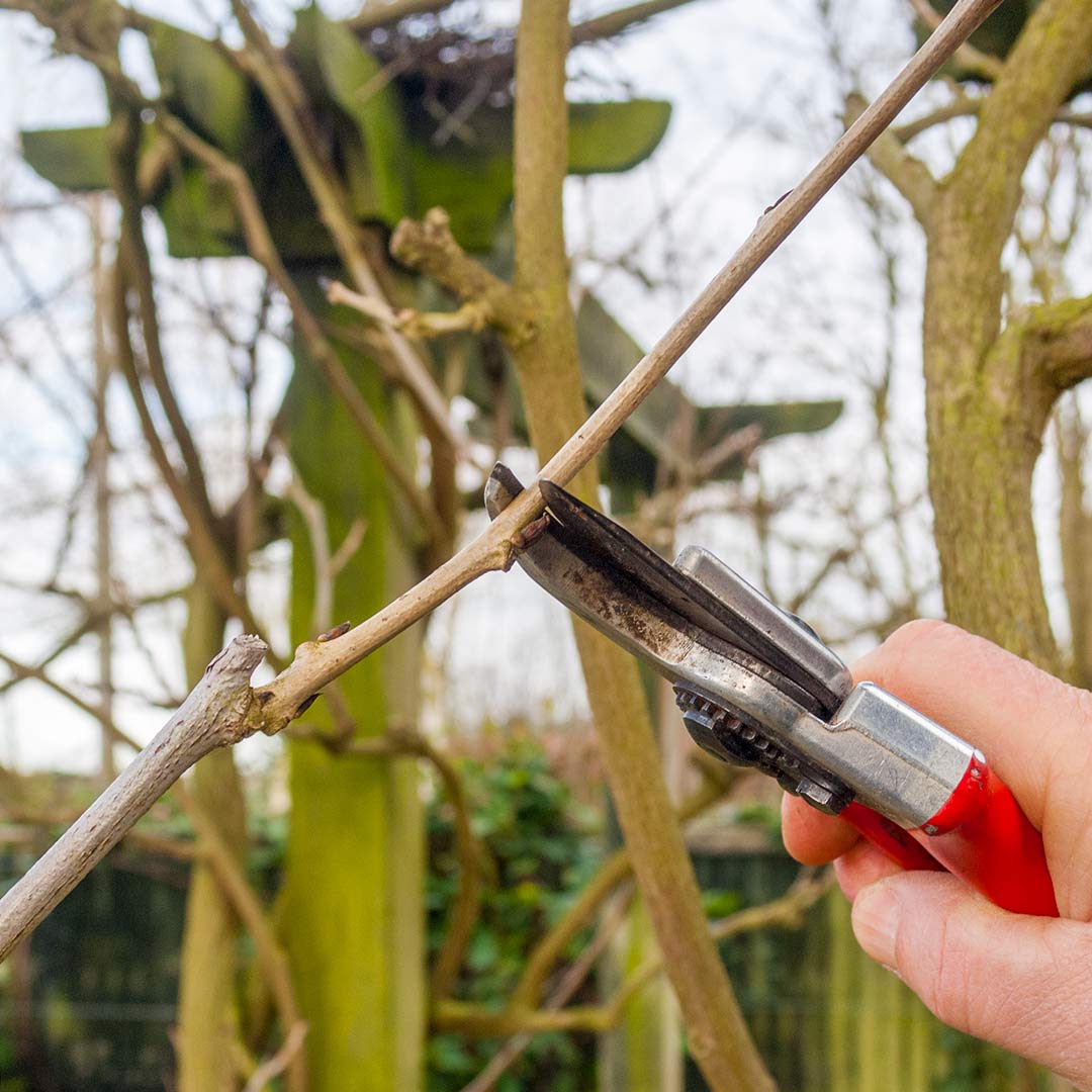 Pruning shrubs course