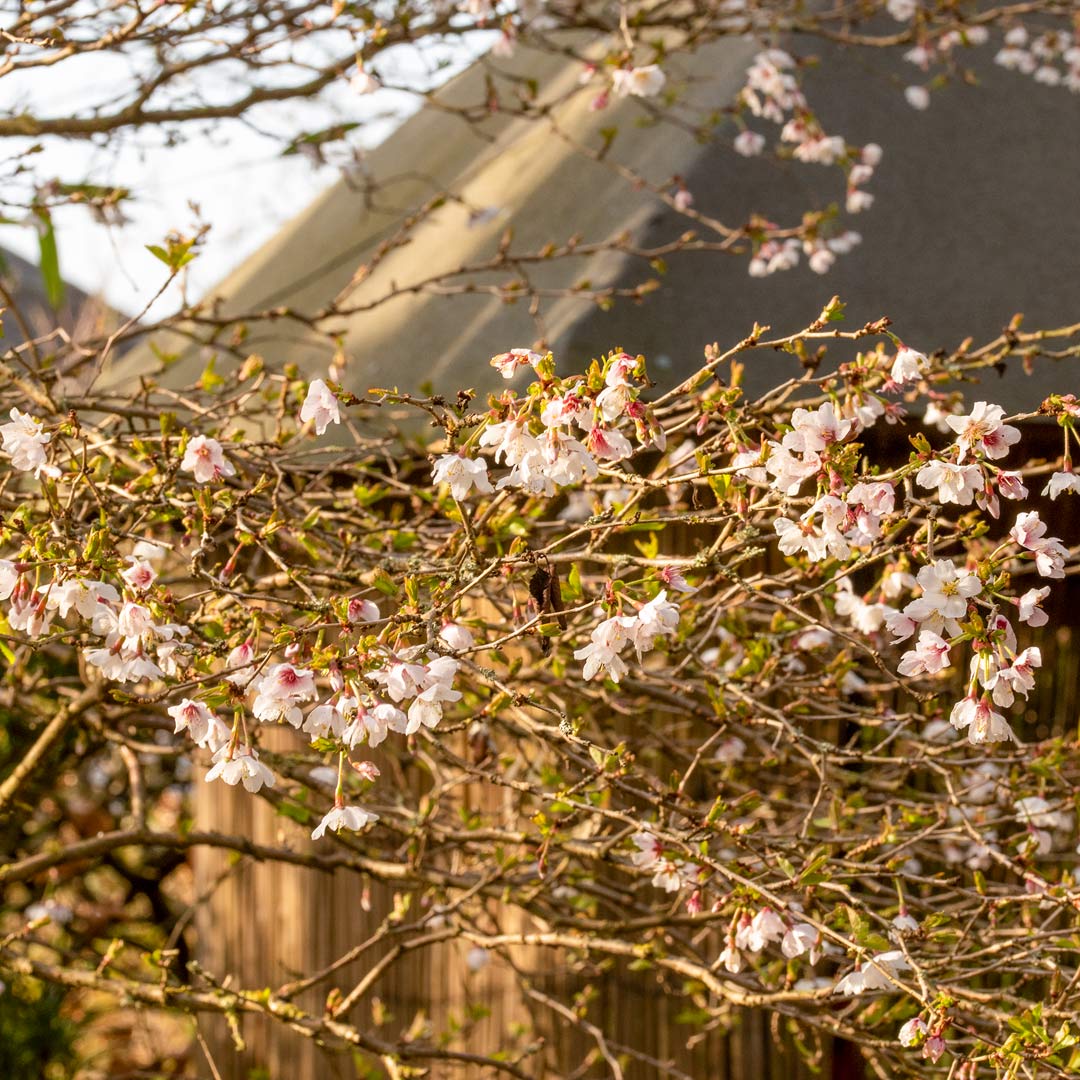Prunus incisa 'Kojo-No-Mai' in the Japanese Garden at Barnsdale Gardens