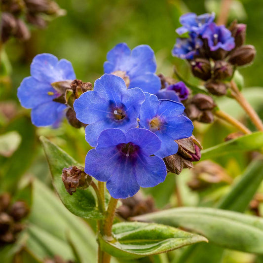 Pulmonaria 'Blue Ensign'