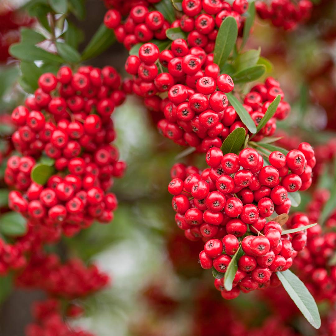 Pyracantha 'Red Column'