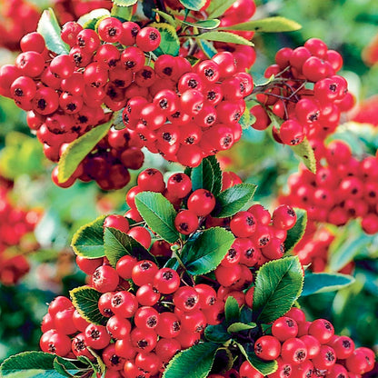 Pyracantha 'Red Column'