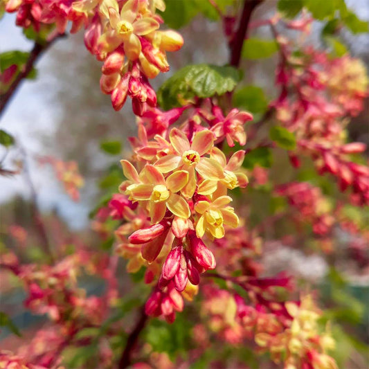 Ribes x gordonianum