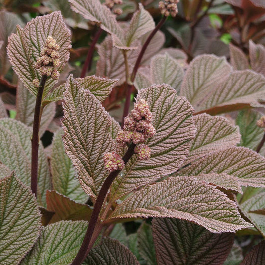 Rodgersia 'Herkules'