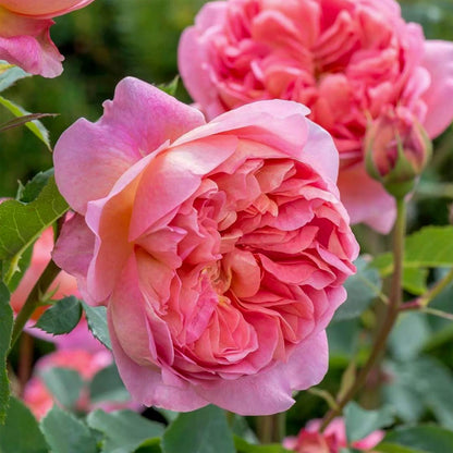Rose 'Boscobel'