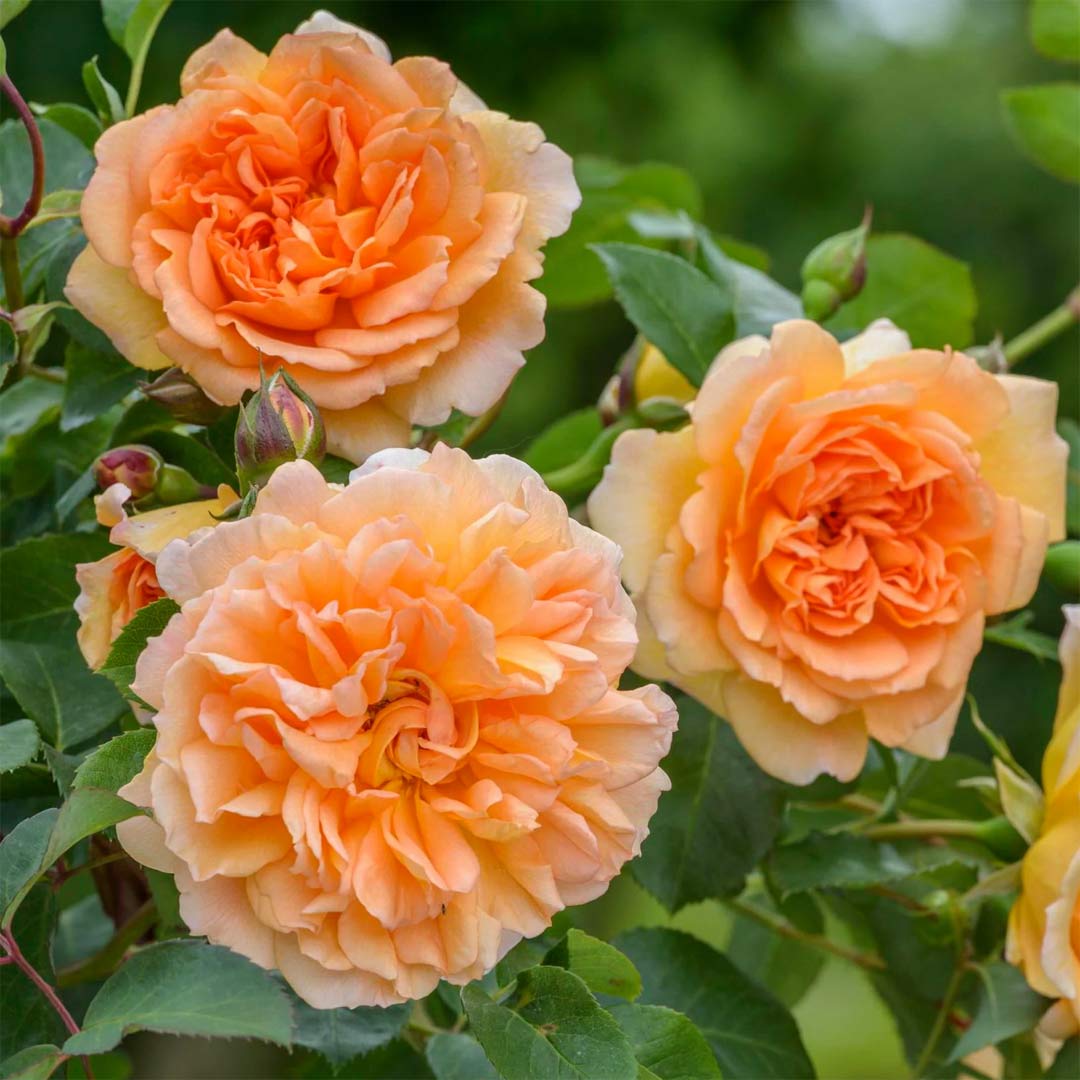 Rosa 'Dame Judi Dench'