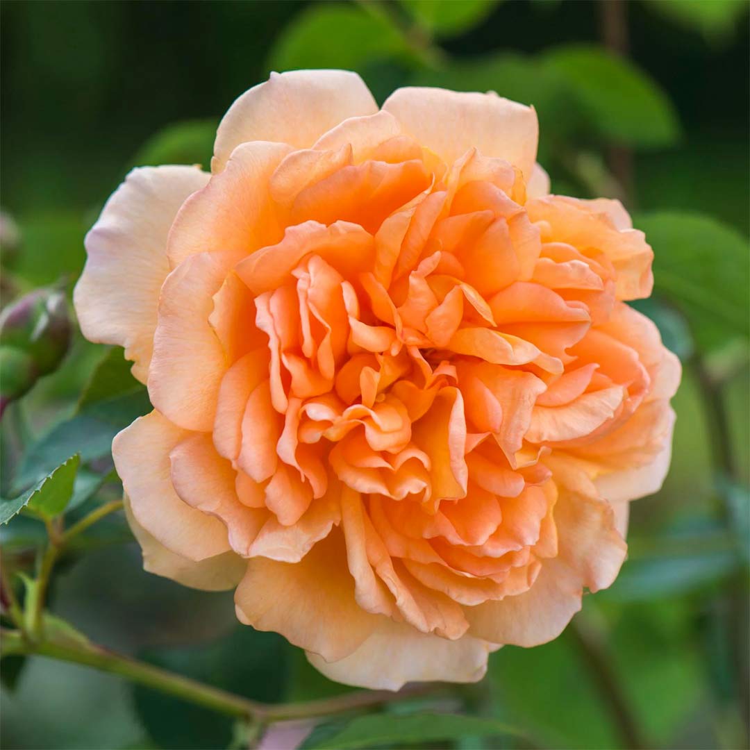 Rose 'Dame Judi Dench'