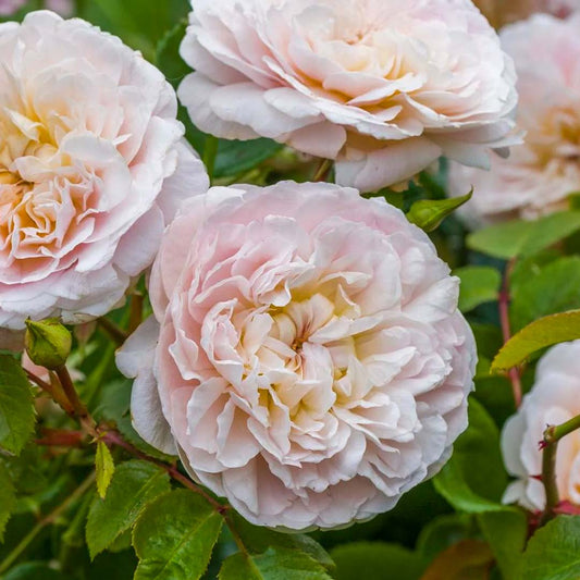 Rosa 'Emily Bronte'