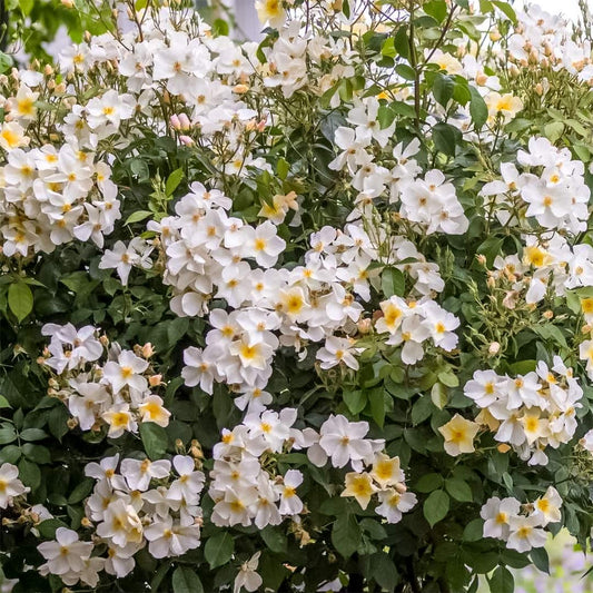 Rosa 'Kew Gardens'