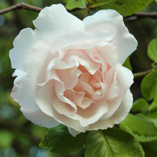 Rosa 'Mme. Alfred Carrière' (Climbing)