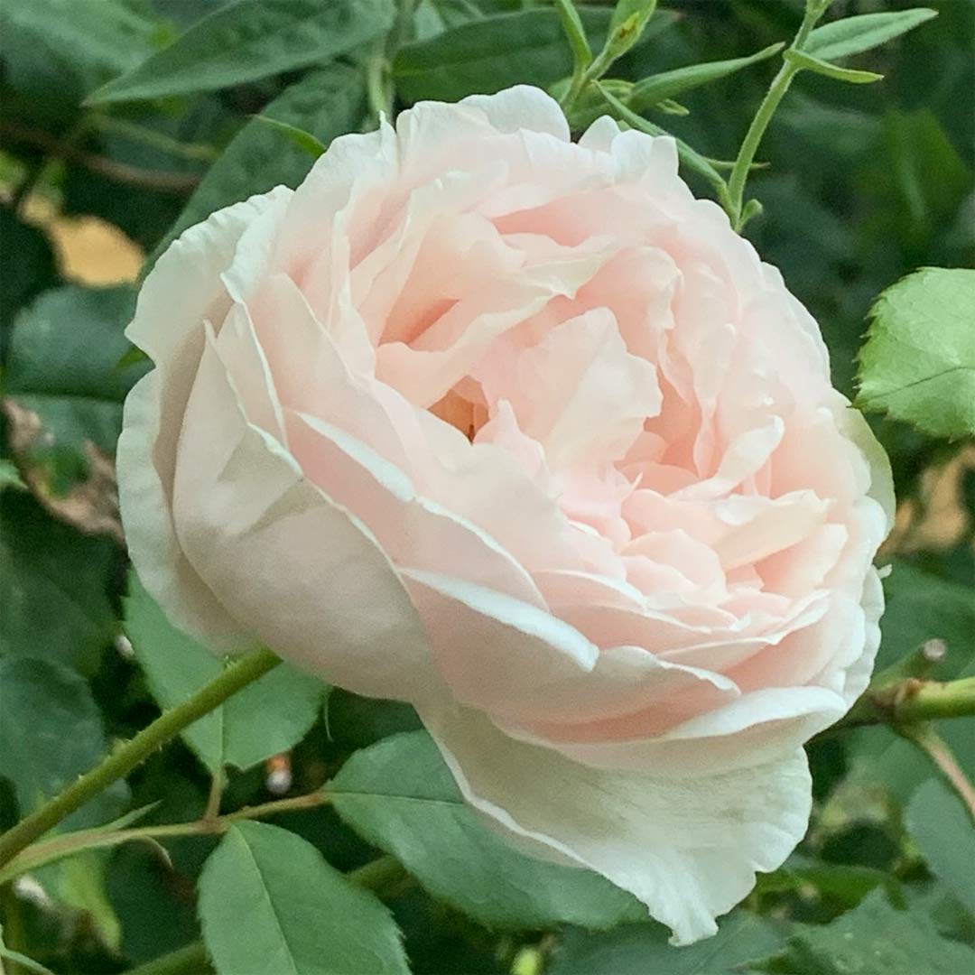 Rosa 'Madame Alfred Carriere' (Climbing)