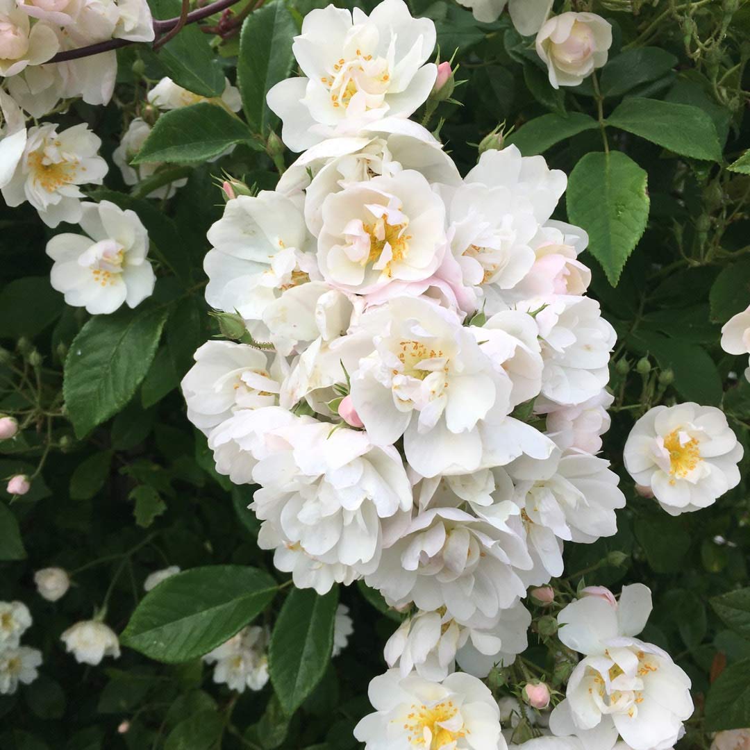 Rumbling Rector Róza Rosa 'Rambling Rector' (Rambling) – Barnsdale Gardens