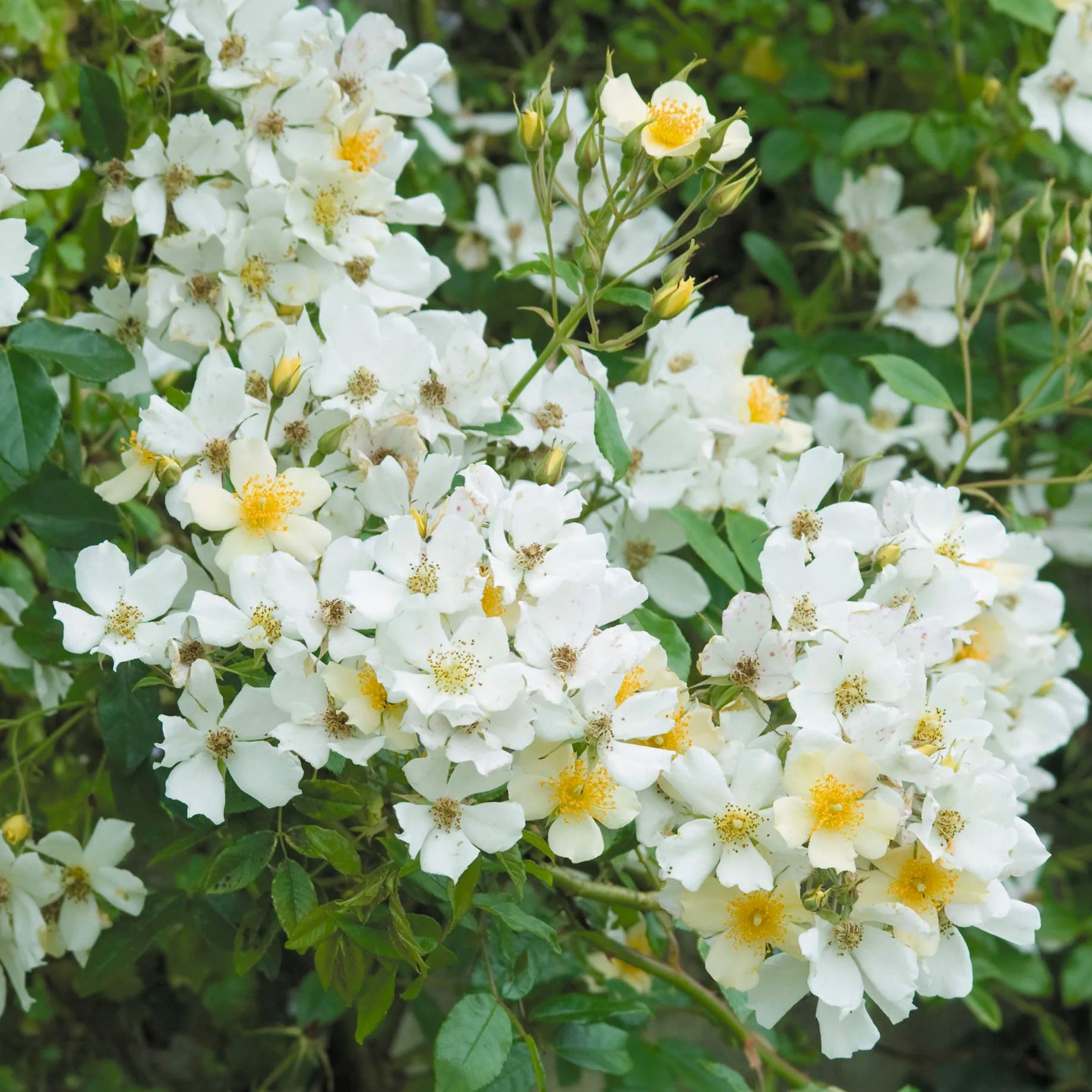 Rumbling Rector Róza Rosa 'Rambling Rector' (Rambling) – Barnsdale Gardens