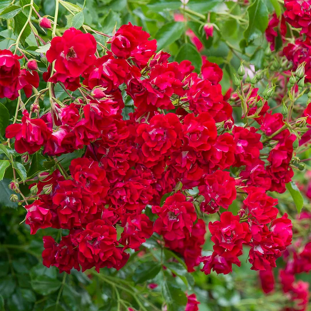 Rosa 'Rambling Rosie' (Rambling) – Barnsdale Gardens