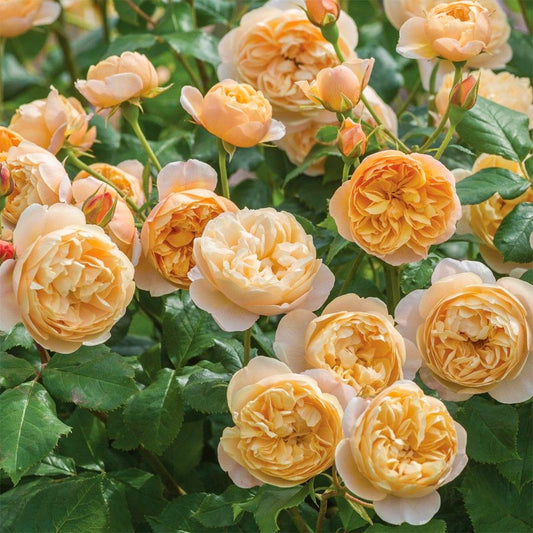 Rosa 'Roald Dahl'