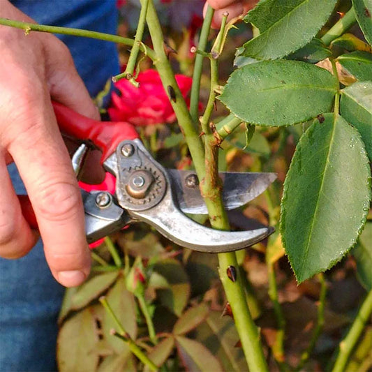 Rose pruning course at Barnsdale Gardens
