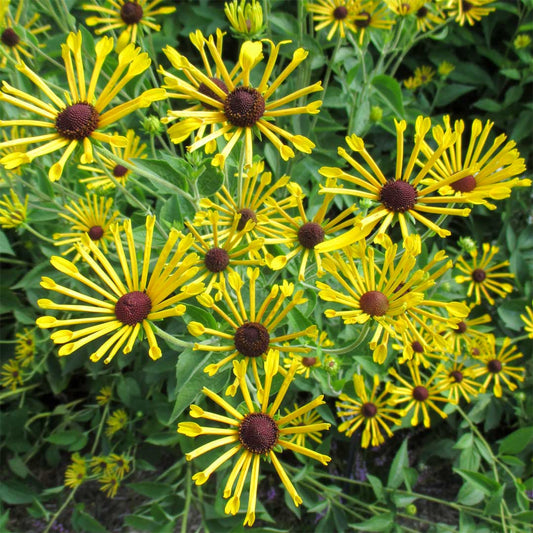 Rudbeckia subtomentosa 'Little Henry'