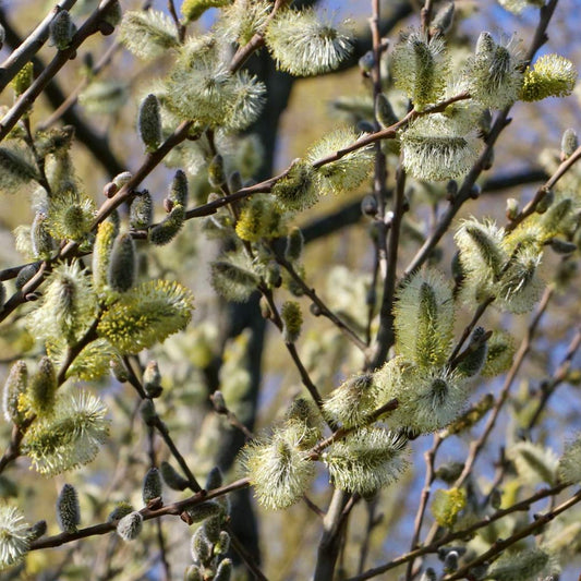 Salix daphnoides