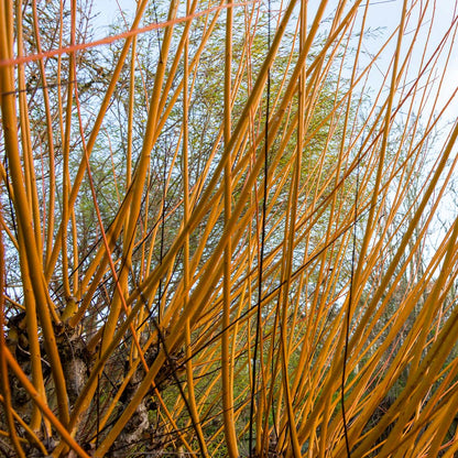 Yellow Winter stems of Salix × fragilis 'Basfordiana' (Salix x rubens 'Basfordiana') at Barnsdale Gardens