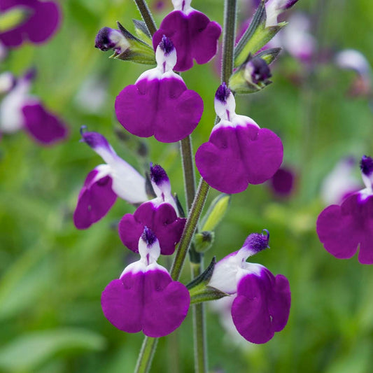 Salvia 'Amethyst Lips'