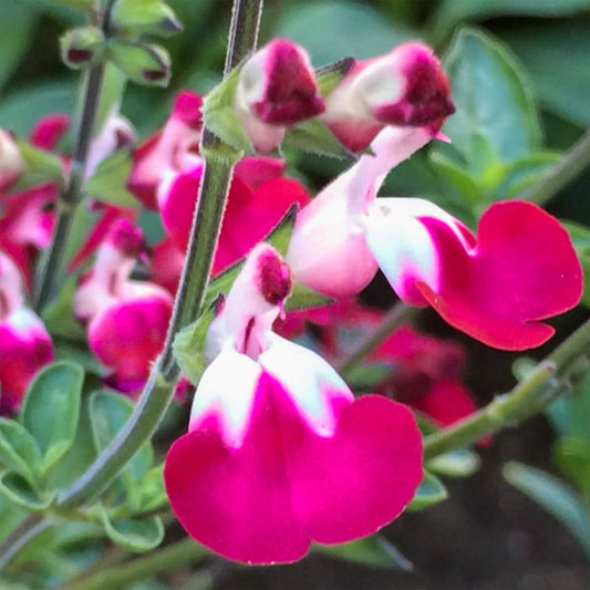 Salvia 'Cherry Lips'