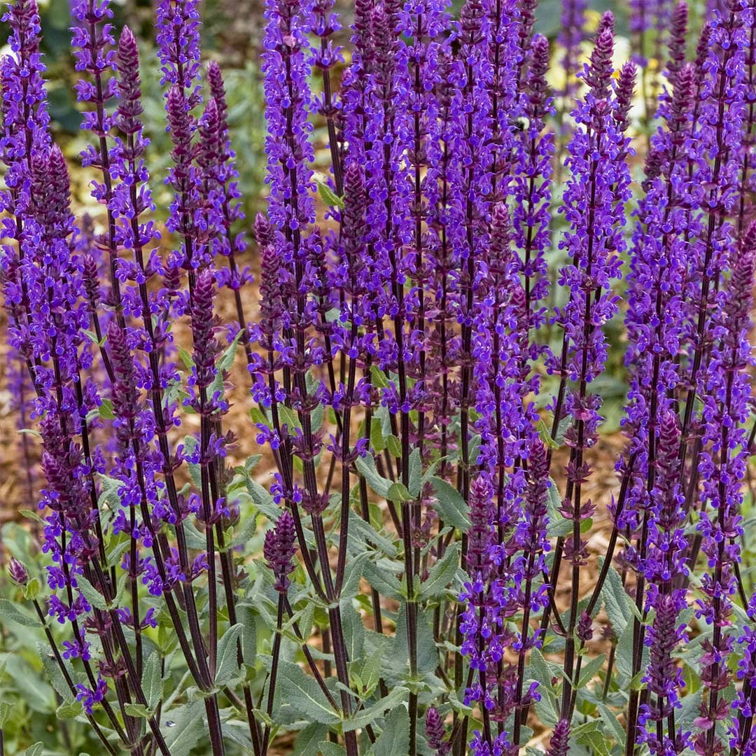 Salvia nemerosa 'Caradonna'