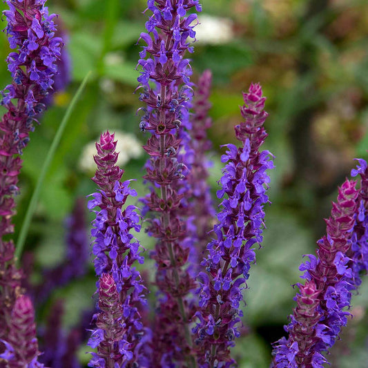 Salvia nemerosa 'Lubecca'