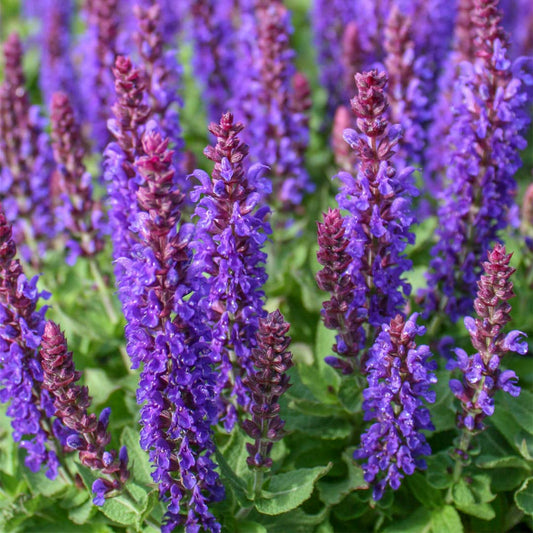 Salvia nemerosa 'Marcus'