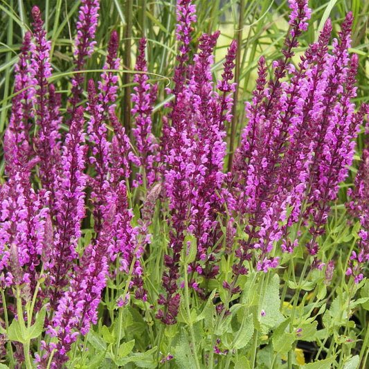 Salvia nemerosa 'Pink Beauty'