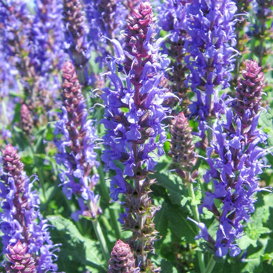 Salvia x sylvestris 'Blauhugel'