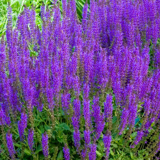 Salvia x sylvestris 'Mainacht'