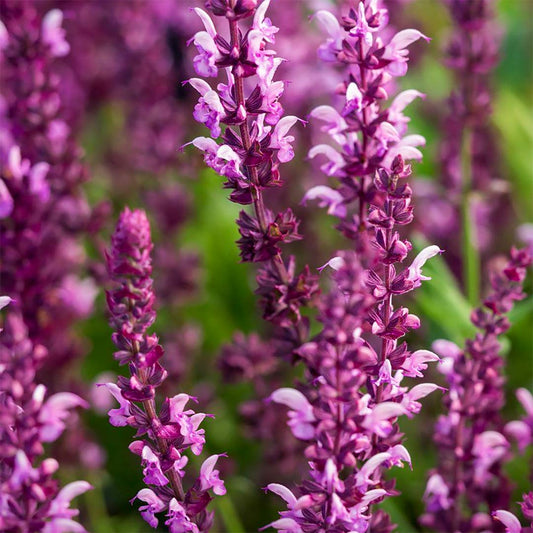 Salvia x sylvestris 'Rose Queen'