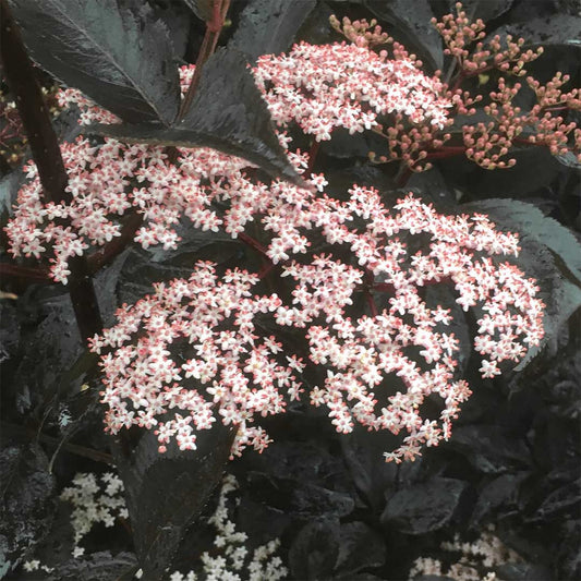 Sambucus nigra 'Black Beauty'