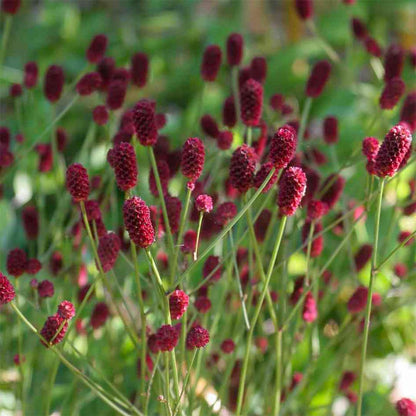 Sanguisorba officinalis 'Tanna'. A cluster of Sanguisorba officinalis 'Tanna' plants with lacy grey-green leaves and deep maroon flower spikes.