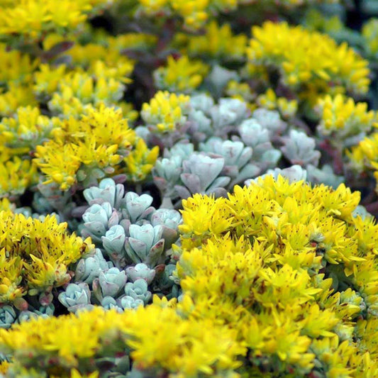 Sedum spathulifolium 'Cape Blanco'