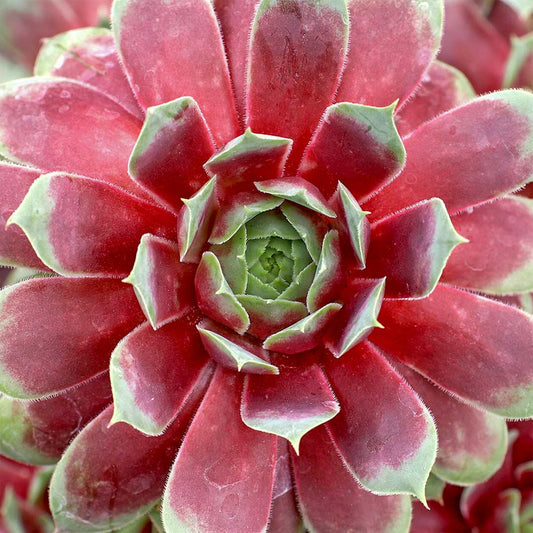 Sempervivum 'Ruby Hearts'