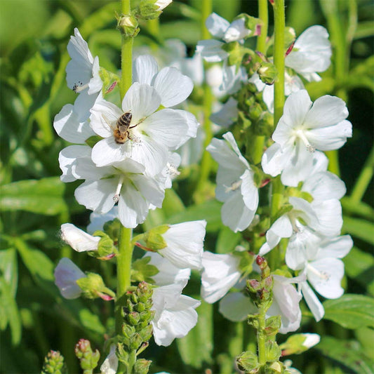 Sidalcea candida