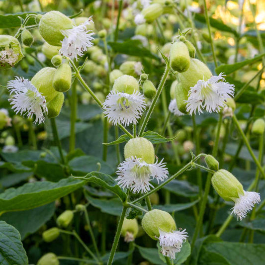 Silene fimbriata