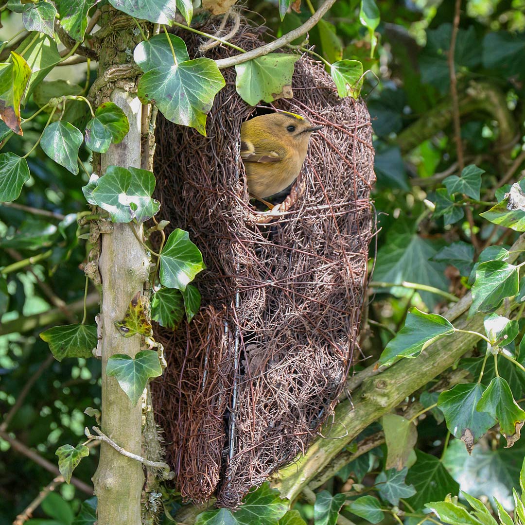 Brushwood Tree Nest Pouch, with Gold Crest in the opening.