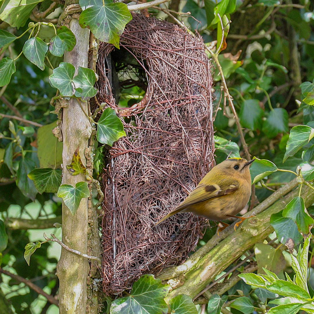 Brushwood Tree Nest Pouch, with Gold Crest in front.