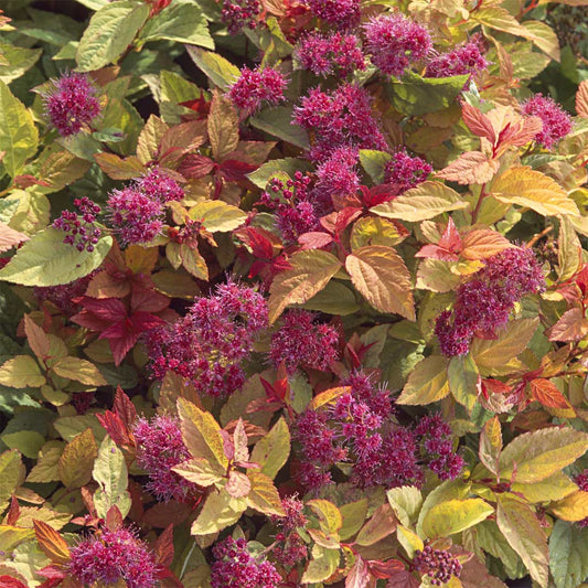 Spiraea japonica 'Firelight'