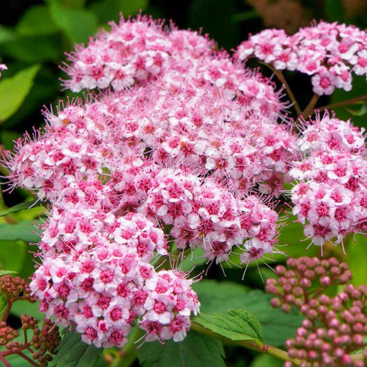 Spiraea japonica 'Sparkling Champagne'