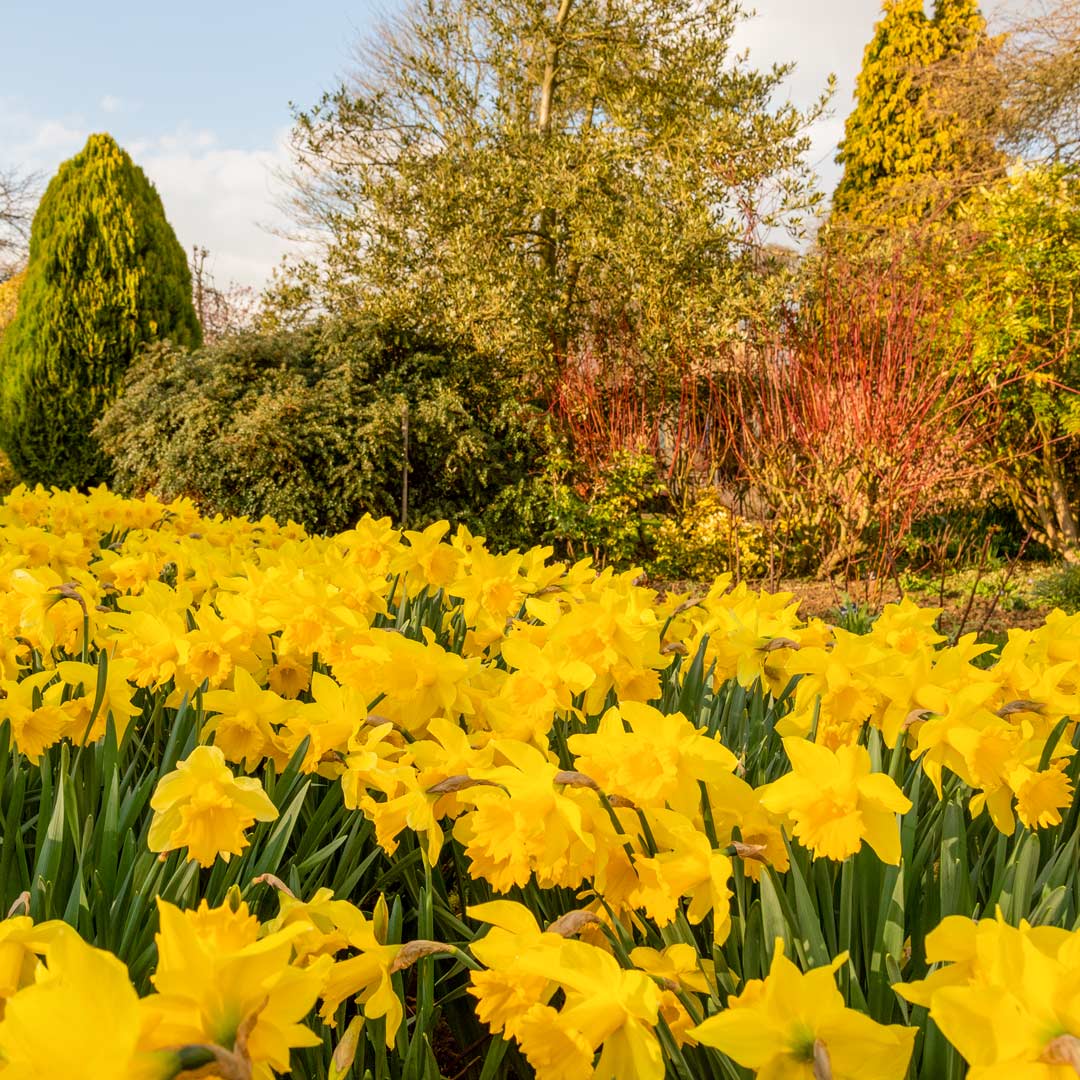 Spring at Barnsdale: Breakfast and Guided Walk. 16th April, 2024