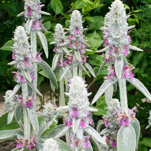 Stachys byzantina 'Primrose Heron'