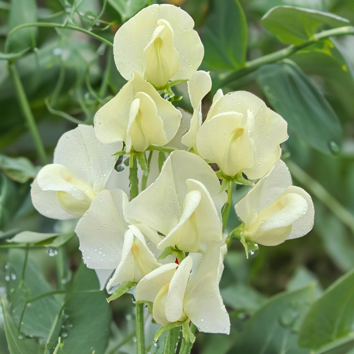 Sweet Pea 'Mrs Collier' seeds