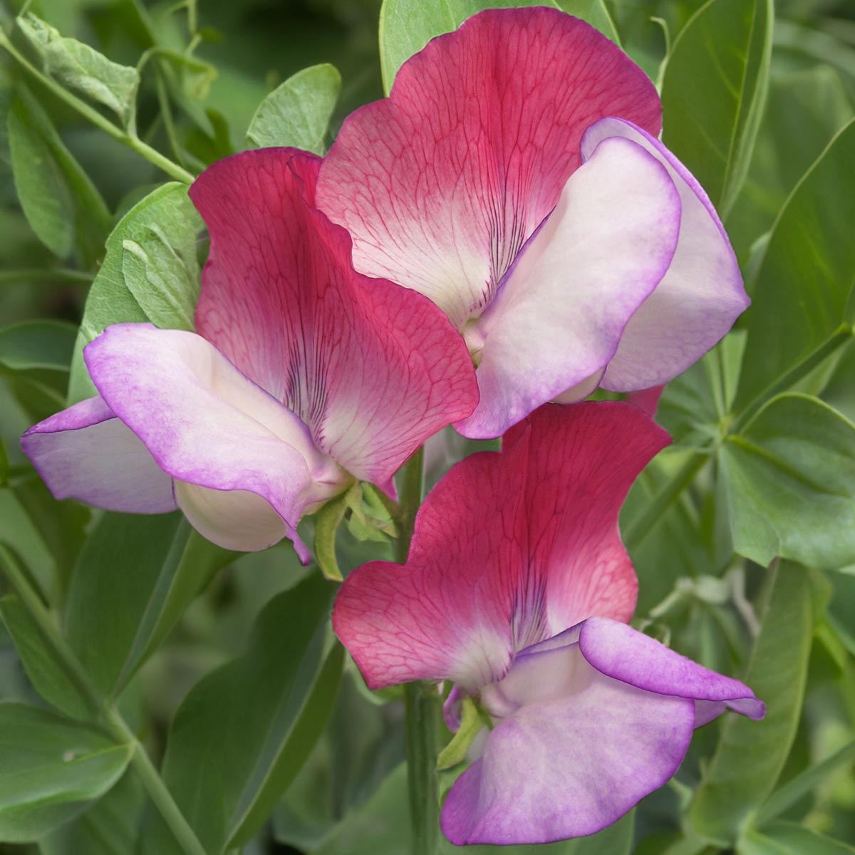 Sweet Pea 'Fire and Ice' seeds