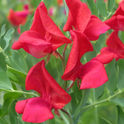 Sweet Pea 'King Edward VII' seeds